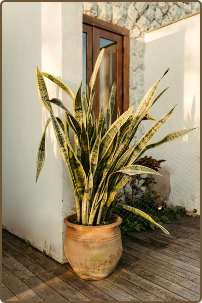 Photo of a sanseveria (or snake plant) outdoors in a clay pot.